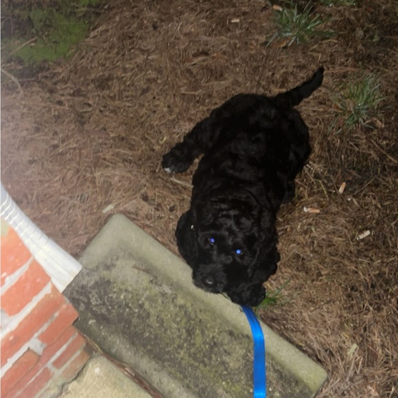 Meet your Posher, Makayla - Picture 5 of 5